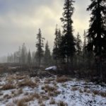 Trees in the woods